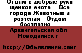 Отдам в добрые руки щенков енота. - Все города Животные и растения » Отдам бесплатно   . Архангельская обл.,Новодвинск г.